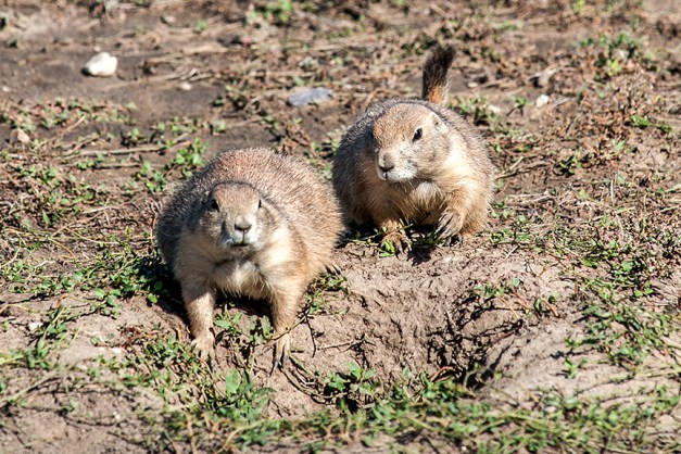 aPrairieDogs.MVL_4433z72