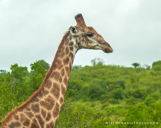 **Giraffe.CNV_1921