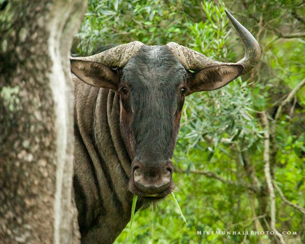 **Wildebeest.CNV_1958