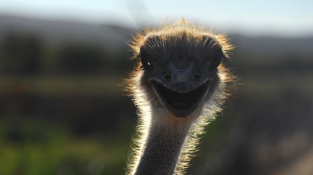 **Ostrich.CNV_2981